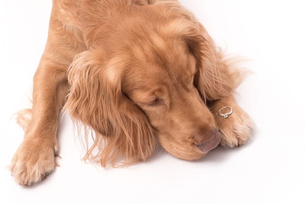 Golden Retriever mit Erinnerungsdiamant – Animal Diamond